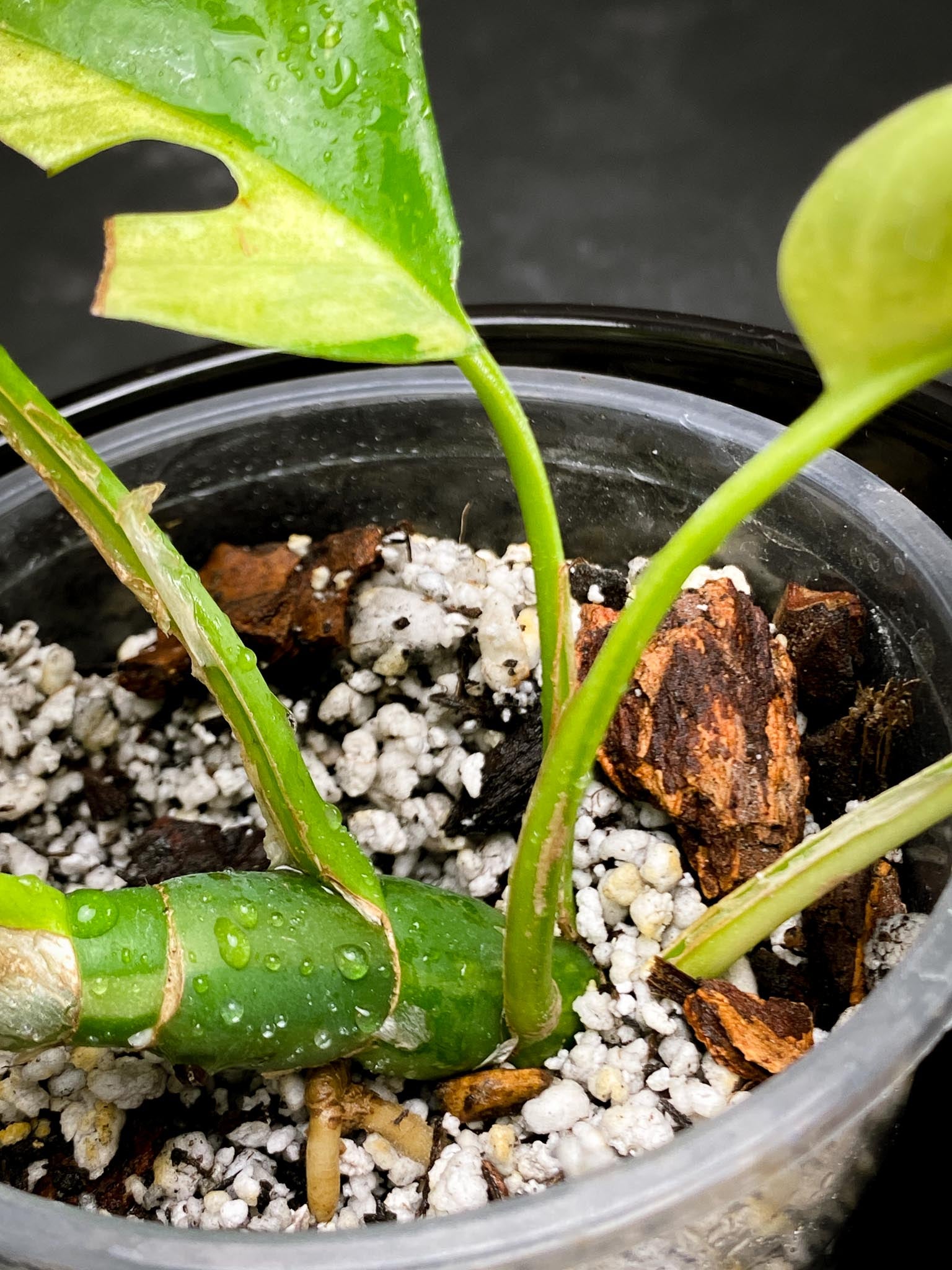 Rhaphidophora tetrasperma variegated Multiple Leaves Multiple Nodes 1 Sprout Rooted xP