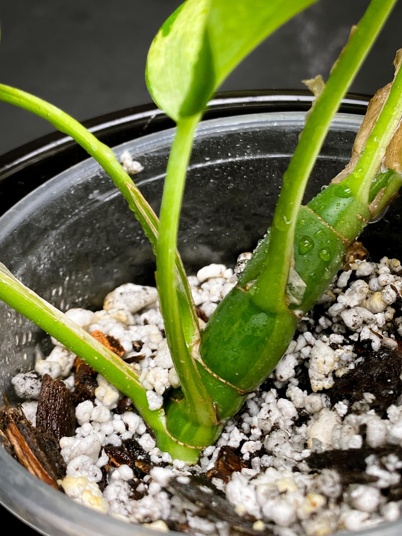 Rhaphidophora tetrasperma variegated Multiple Leaves Multiple Nodes 1 Sprout Rooted xP