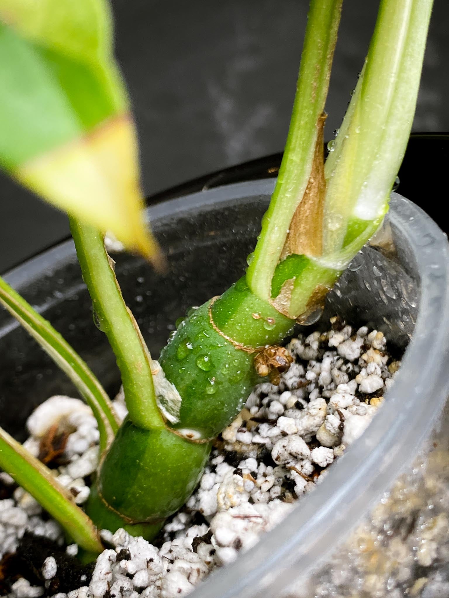 Rhaphidophora tetrasperma variegated Multiple Leaves Multiple Nodes 1 Sprout Rooted xP