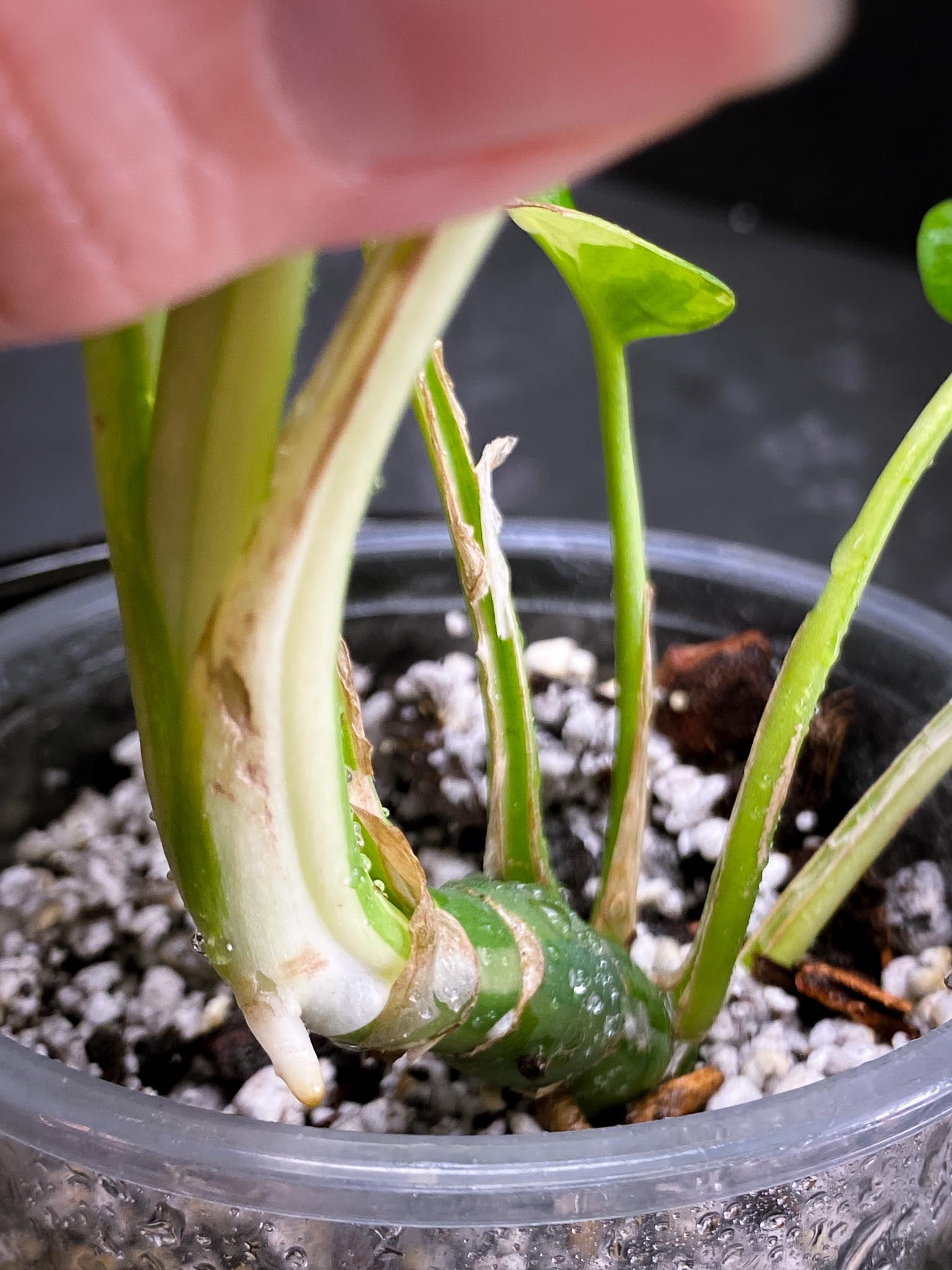 Rhaphidophora tetrasperma variegated Multiple Leaves Multiple Nodes 1 Sprout Rooted xP