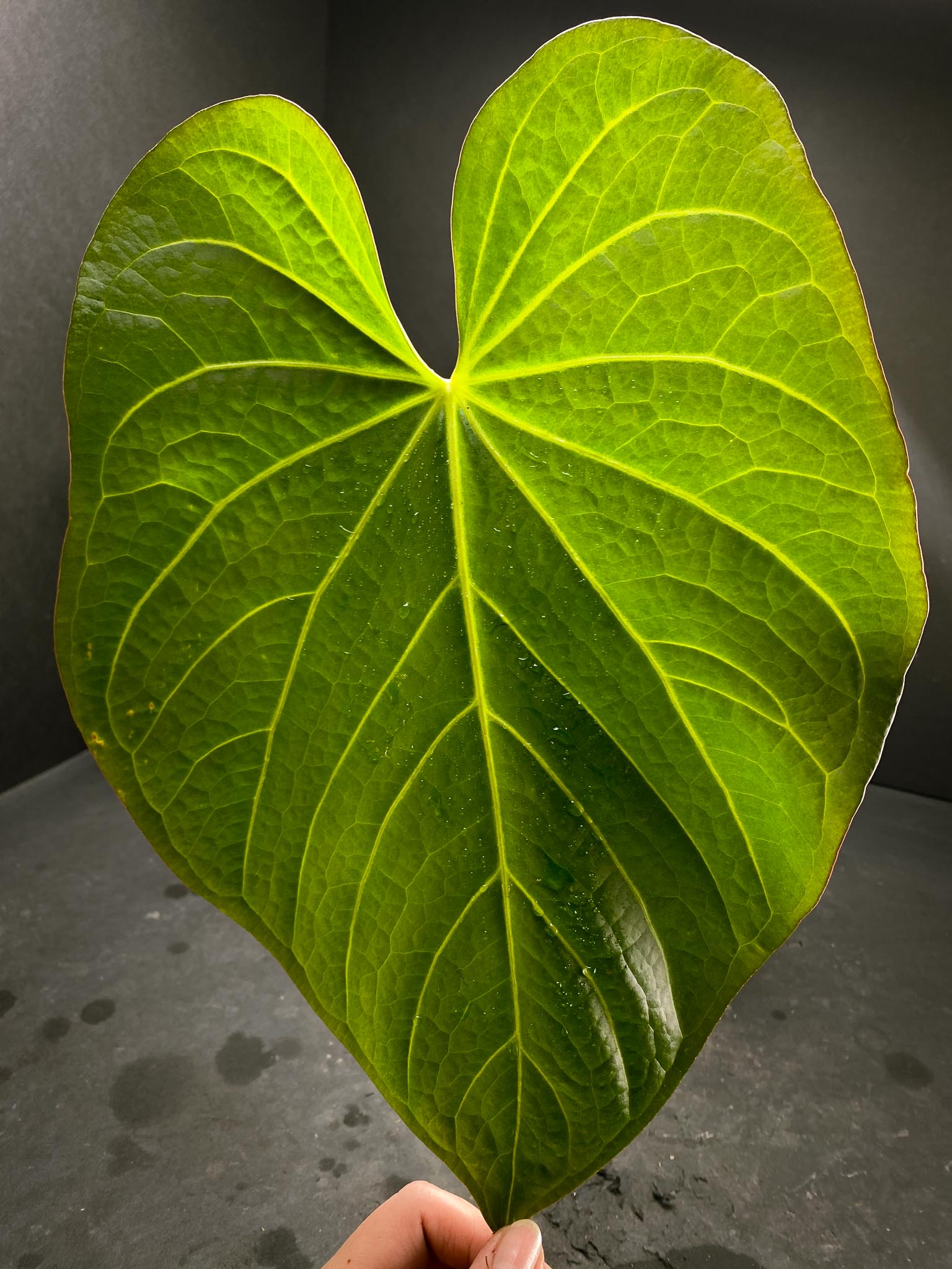 Anthurium Crystallinum X Luxurians 3 Huge Leaves  Multiple Nodes Rooted xP