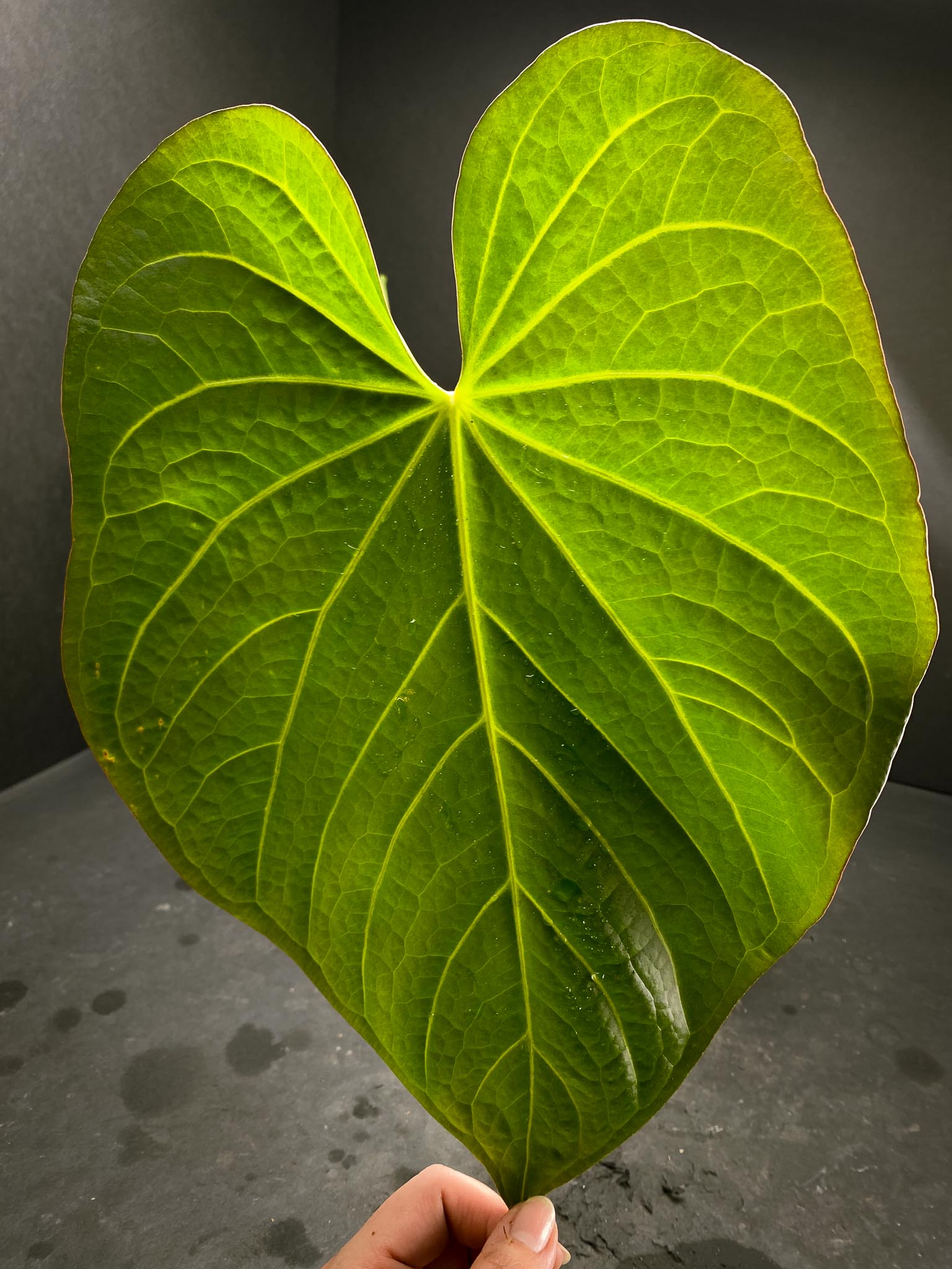 Anthurium Crystallinum X Luxurians 3 Huge Leaves  Multiple Nodes Rooted xP