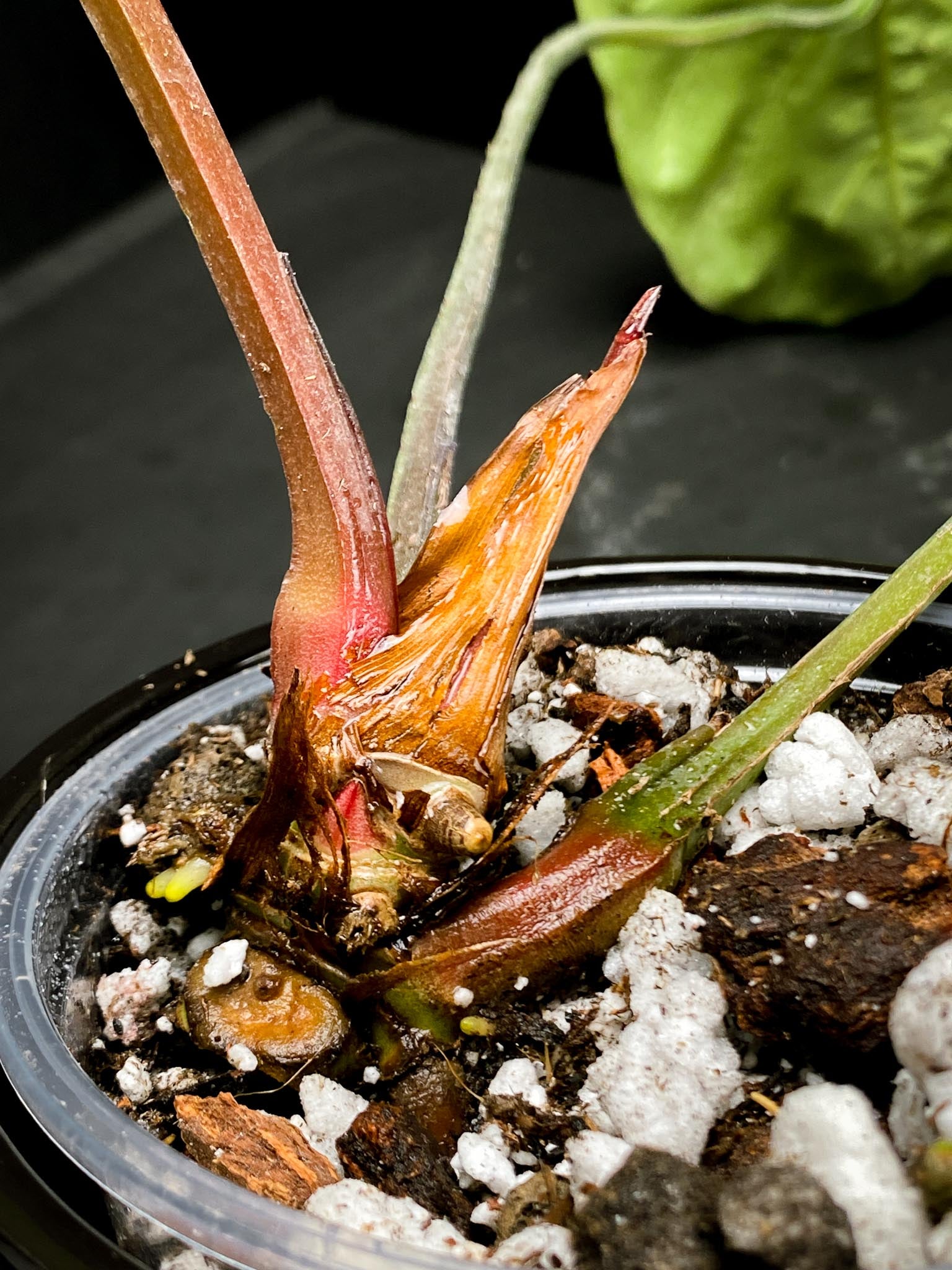 Anthurium Crystallinum X Luxurians 3 Huge Leaves  Multiple Nodes Rooted xP