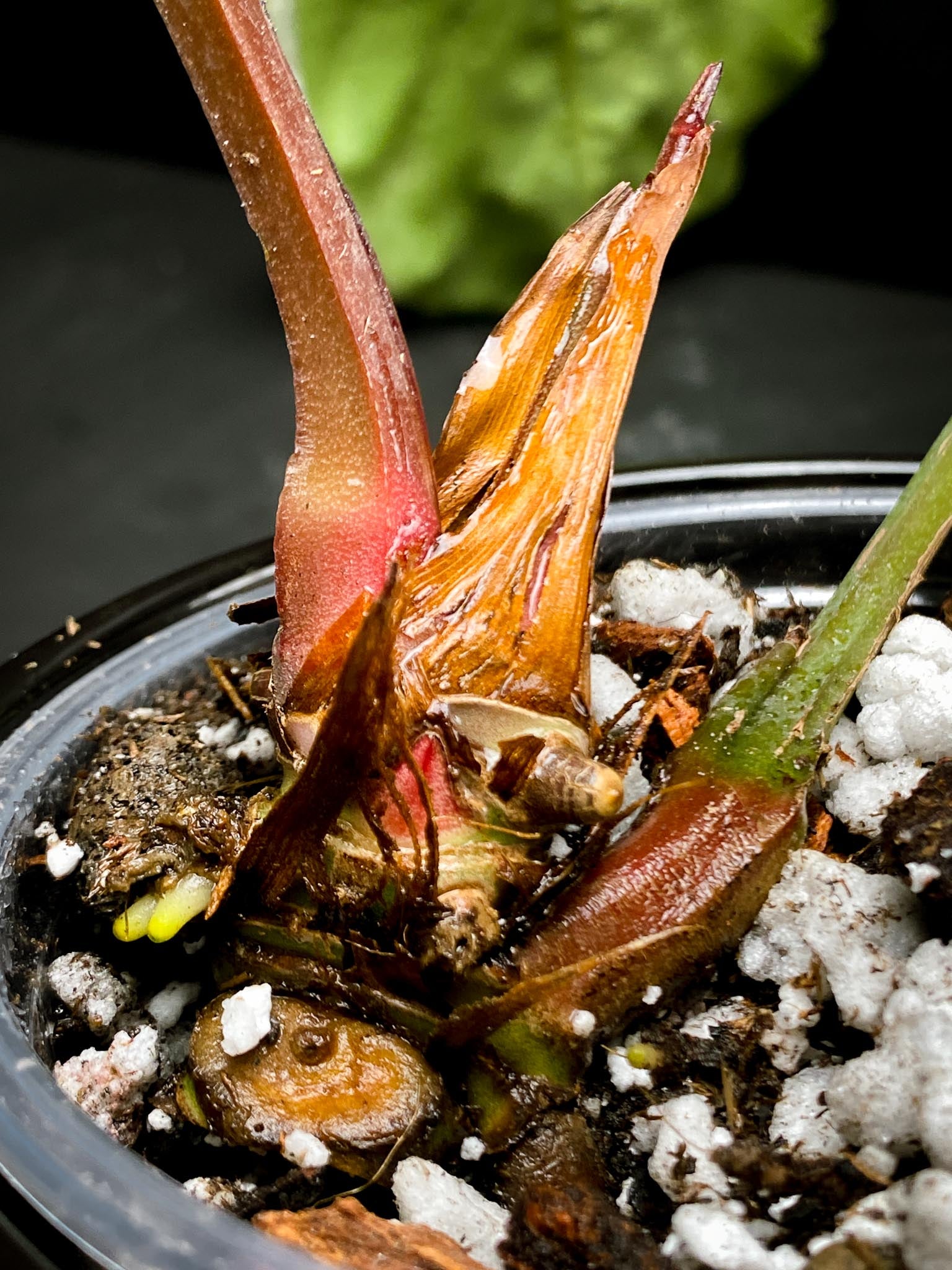 Anthurium Crystallinum X Luxurians 3 Huge Leaves  Multiple Nodes Rooted xP