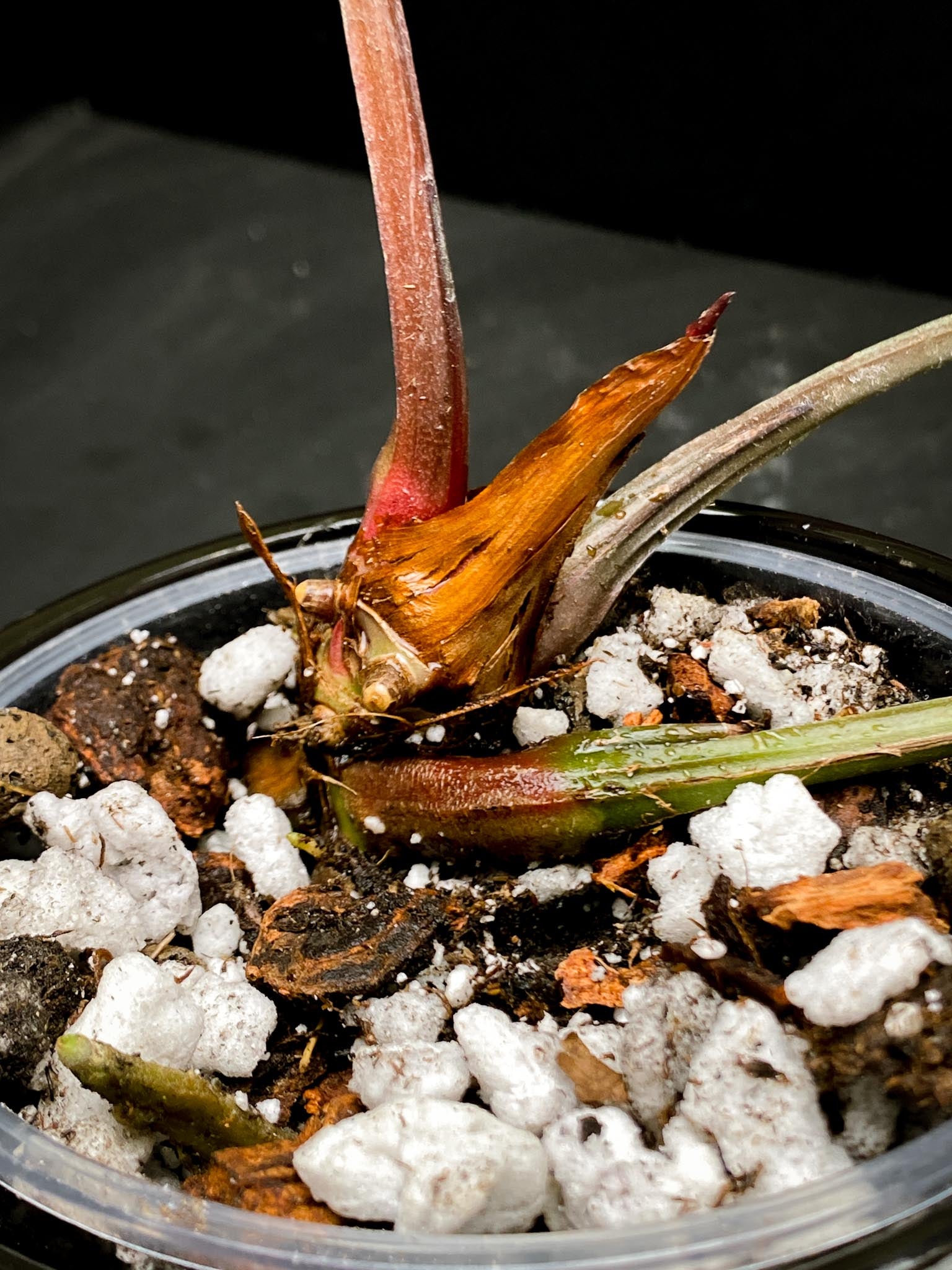 Anthurium Crystallinum X Luxurians 3 Huge Leaves  Multiple Nodes Rooted xP