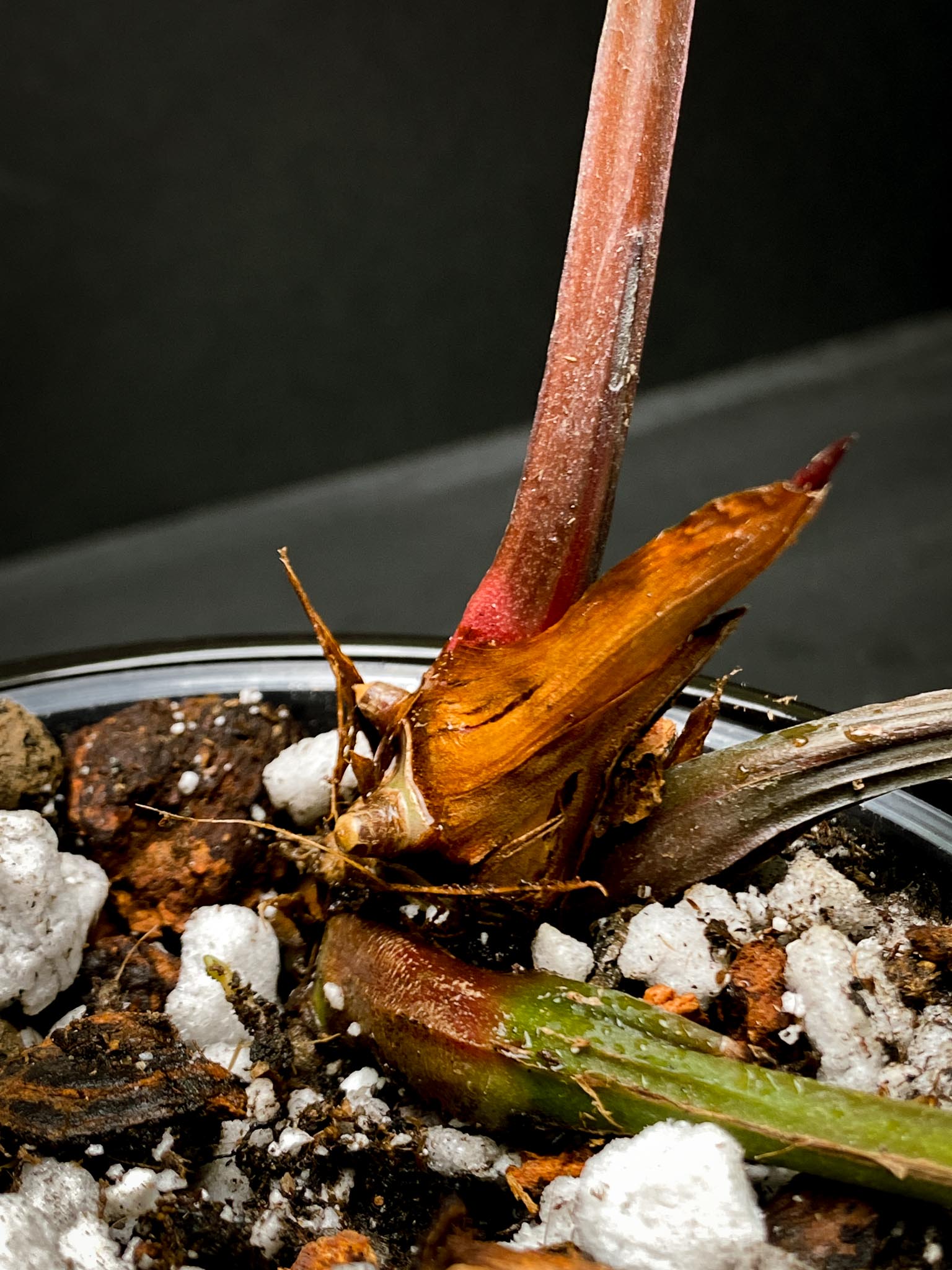 Anthurium Crystallinum X Luxurians 3 Huge Leaves  Multiple Nodes Rooted xP