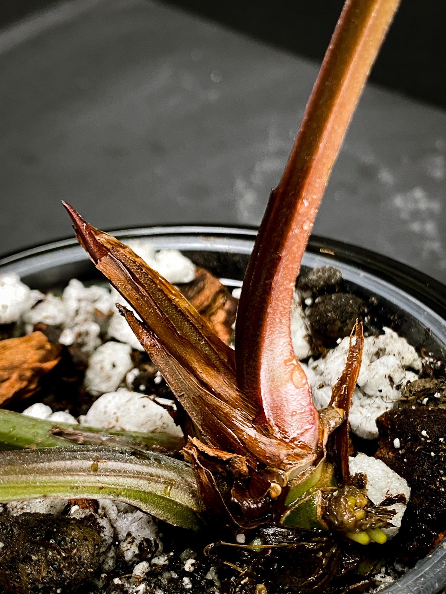 Anthurium Crystallinum X Luxurians 3 Huge Leaves  Multiple Nodes Rooted xP