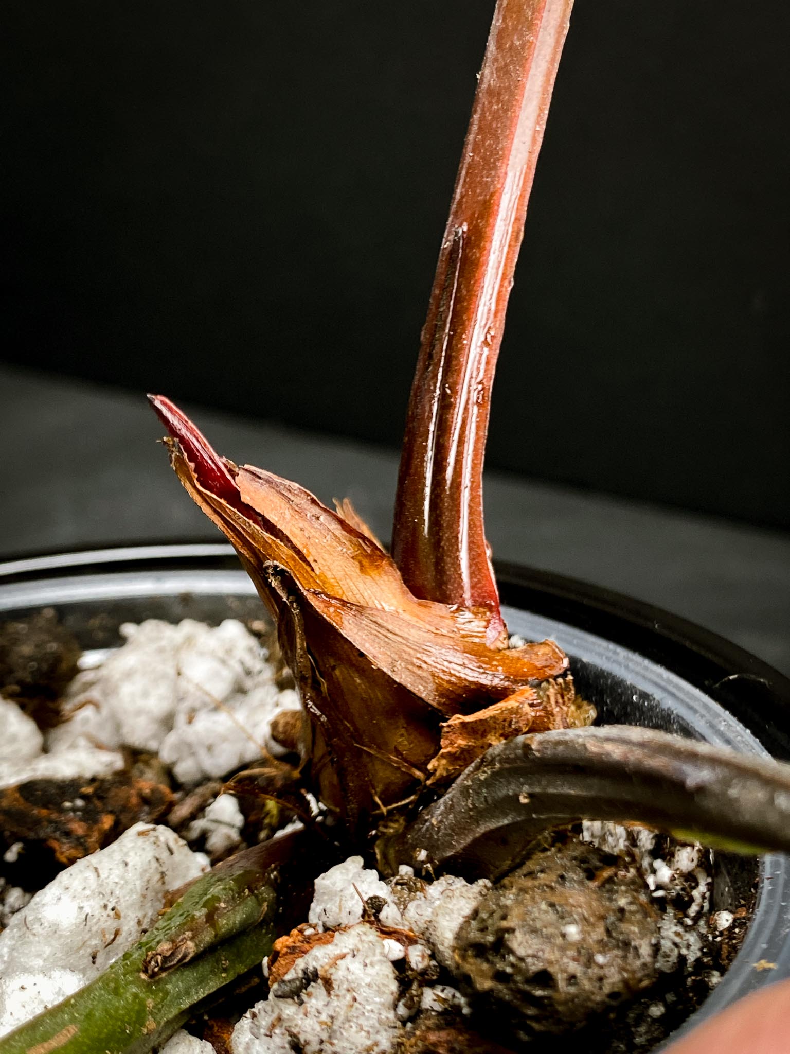 Anthurium Crystallinum X Luxurians 3 Huge Leaves  Multiple Nodes Rooted xP