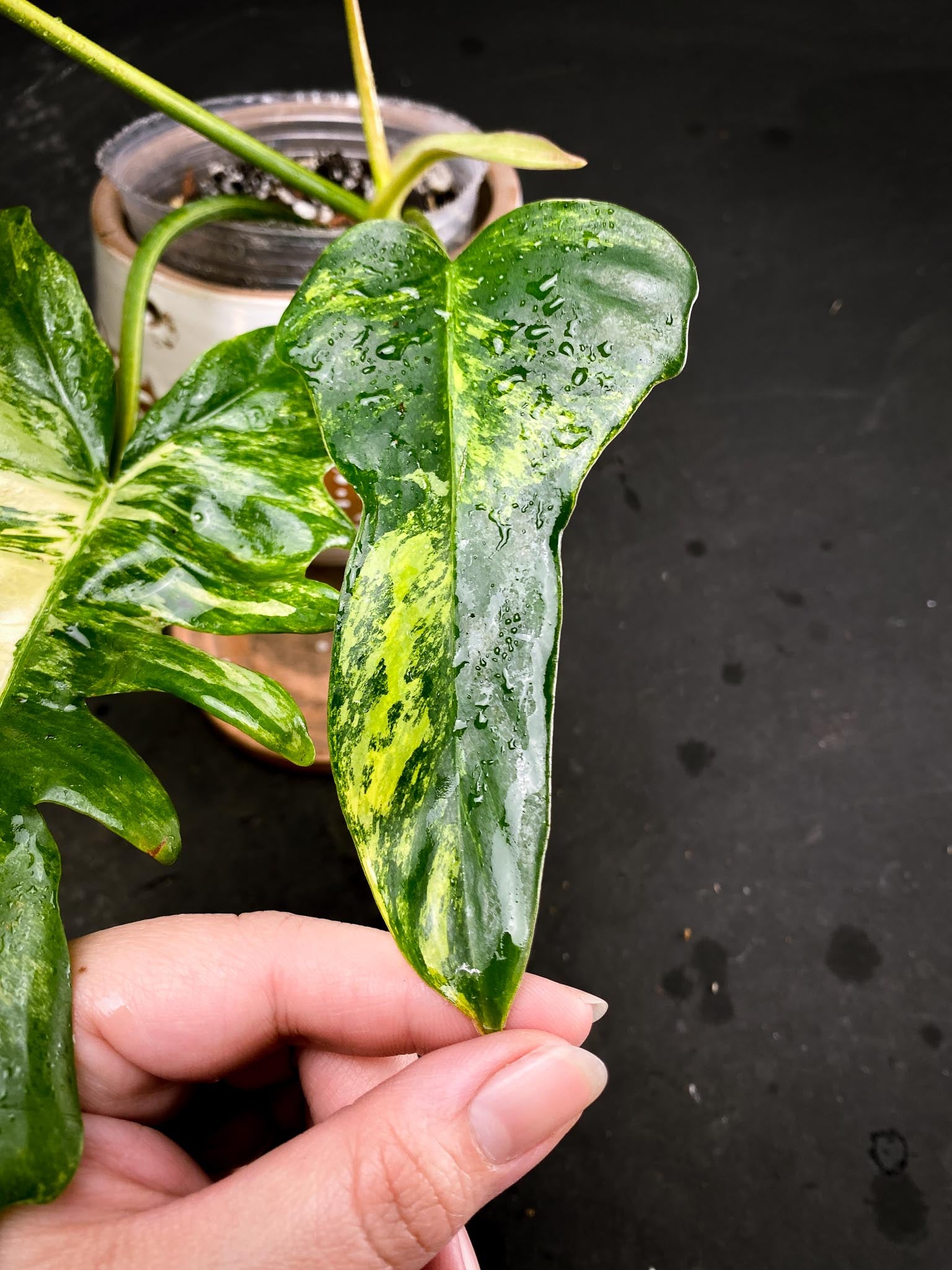 Philodendron Florida beauty x Mayoi 3 Leaves  4 Nodes  1 Sprout Rooted xP