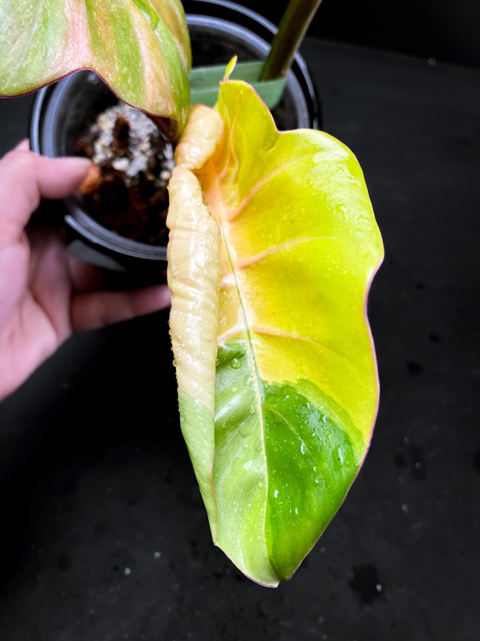 Philodendron Jungle Fever  Variegated 3 Leaves  4 Nodes  1 Sprout Rooted xP