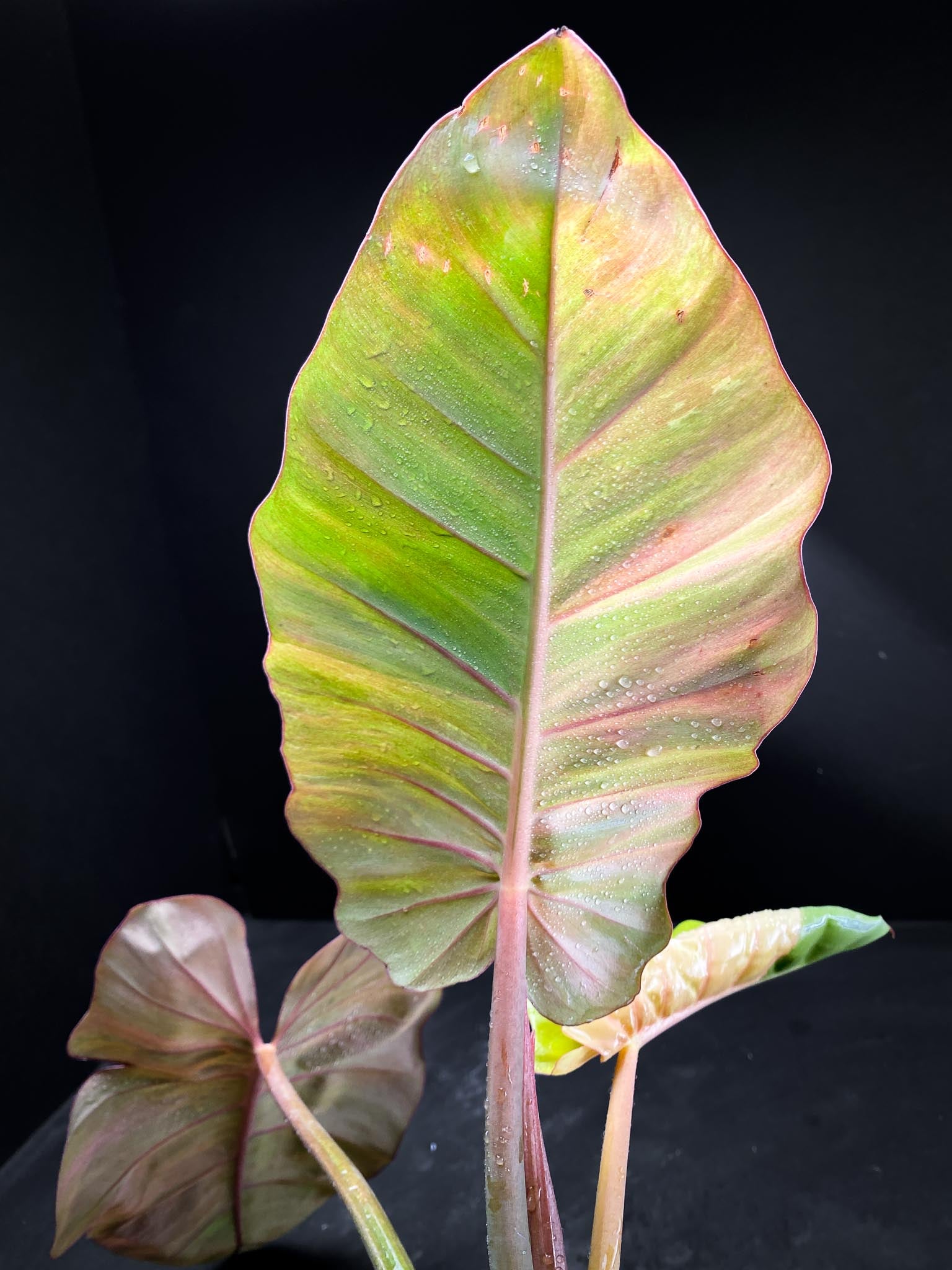 Philodendron Jungle Fever  Variegated 3 Leaves  4 Nodes  1 Sprout Rooted xP