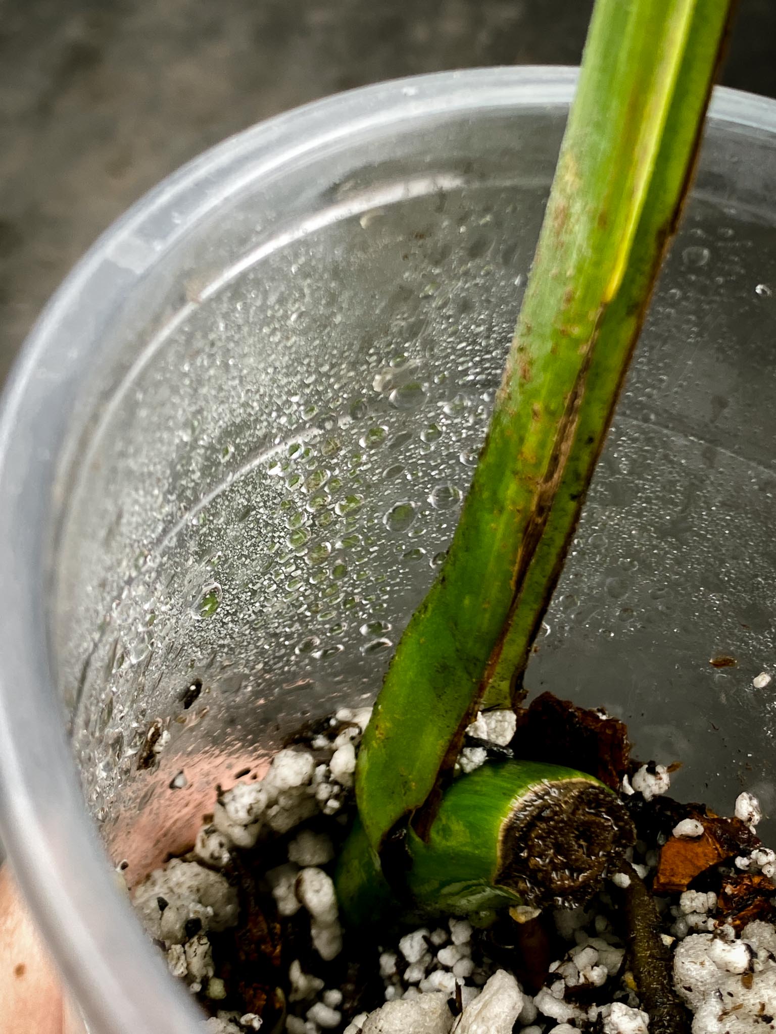 Monstera Aurea Tricolor 1 Leaf 1 Node  Rooted