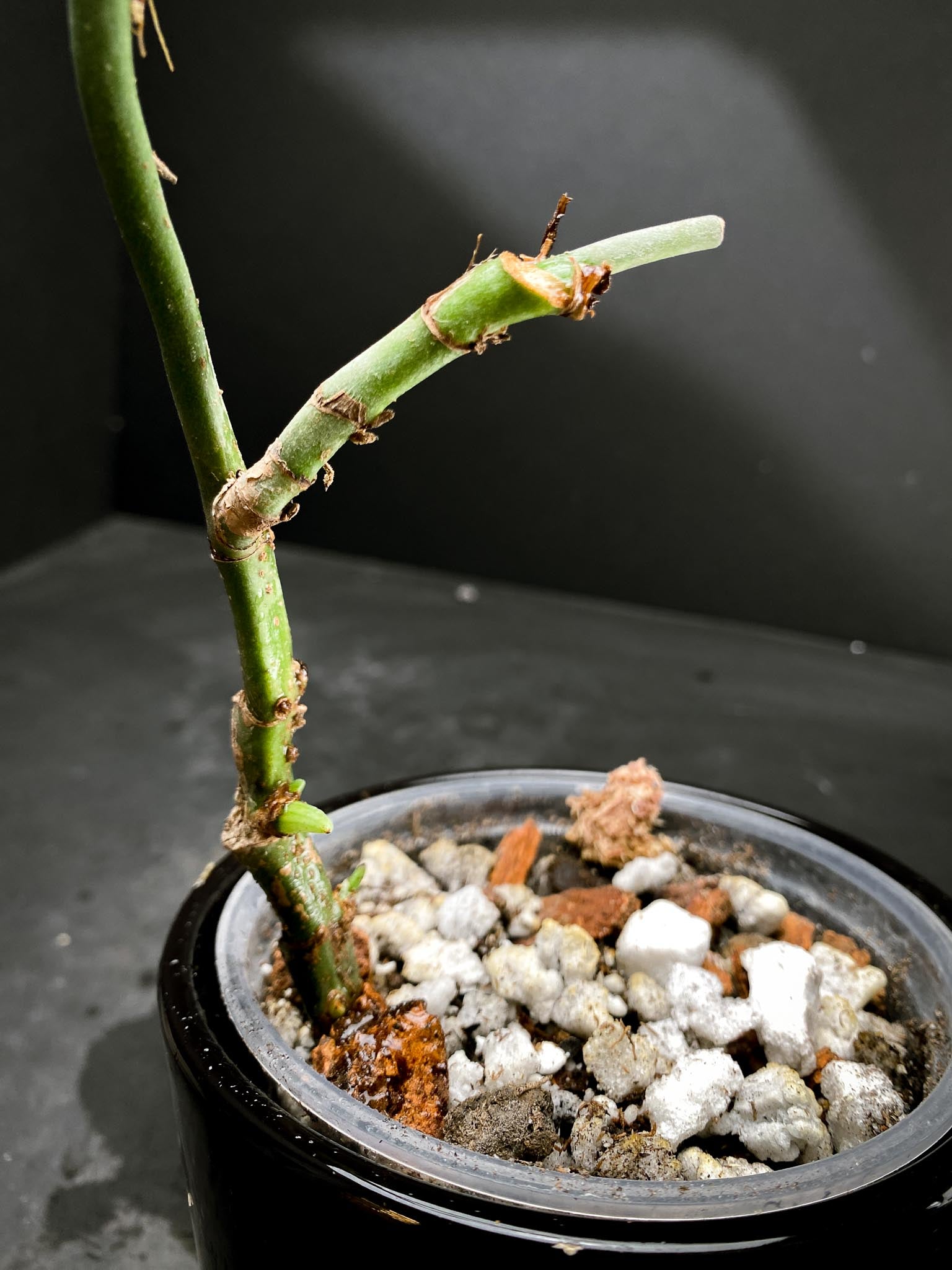 Amydrium Medium Silver multiple node and sprouts