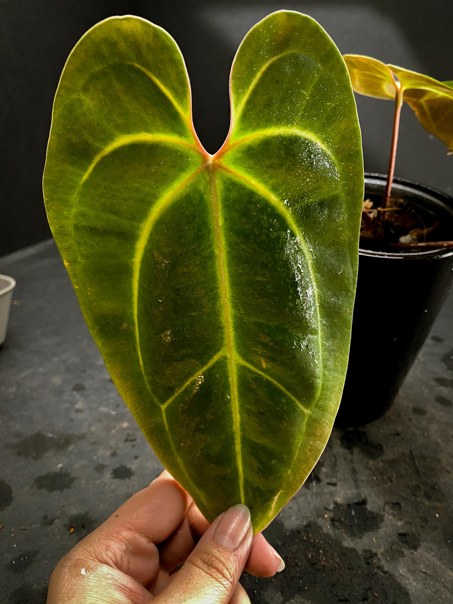 Anthurium Besseae aff spider (thin clean veins with red sinus) xP