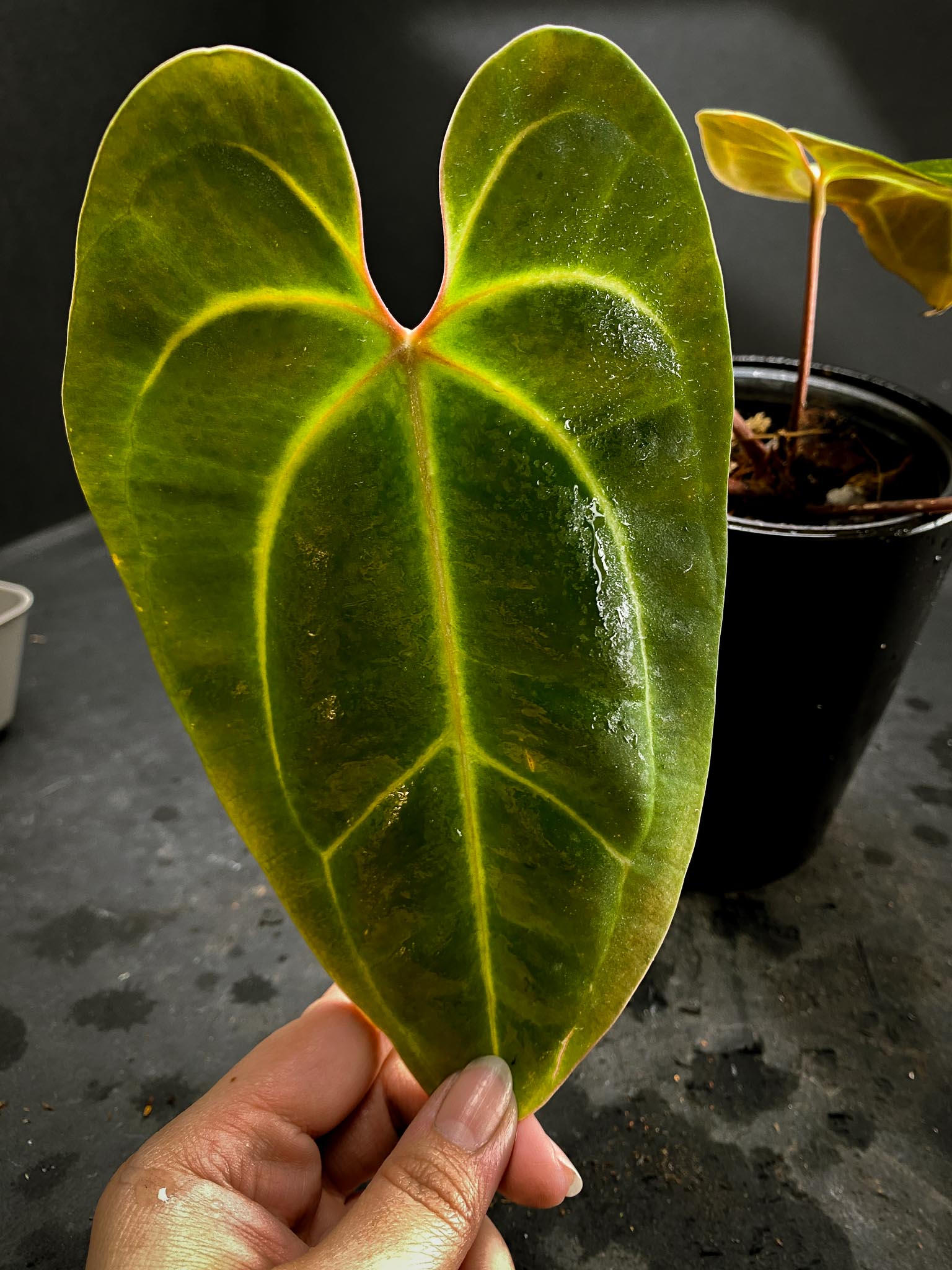 Anthurium Besseae aff spider (thin clean veins with red sinus) xP