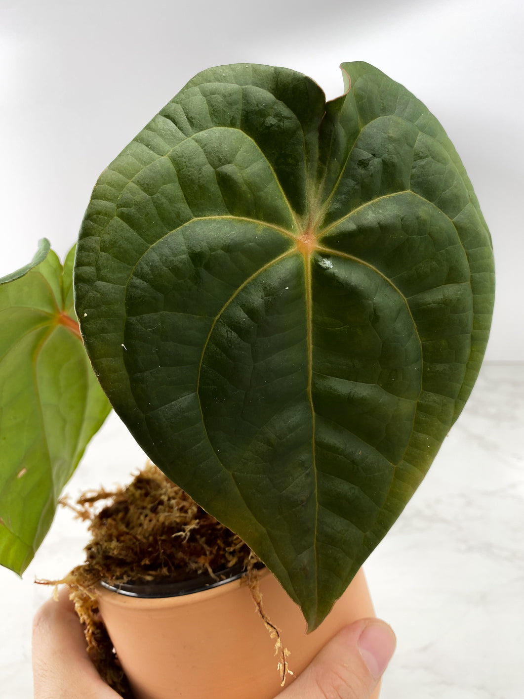 Anthurium Forgetii x Luxurians 1 leaf