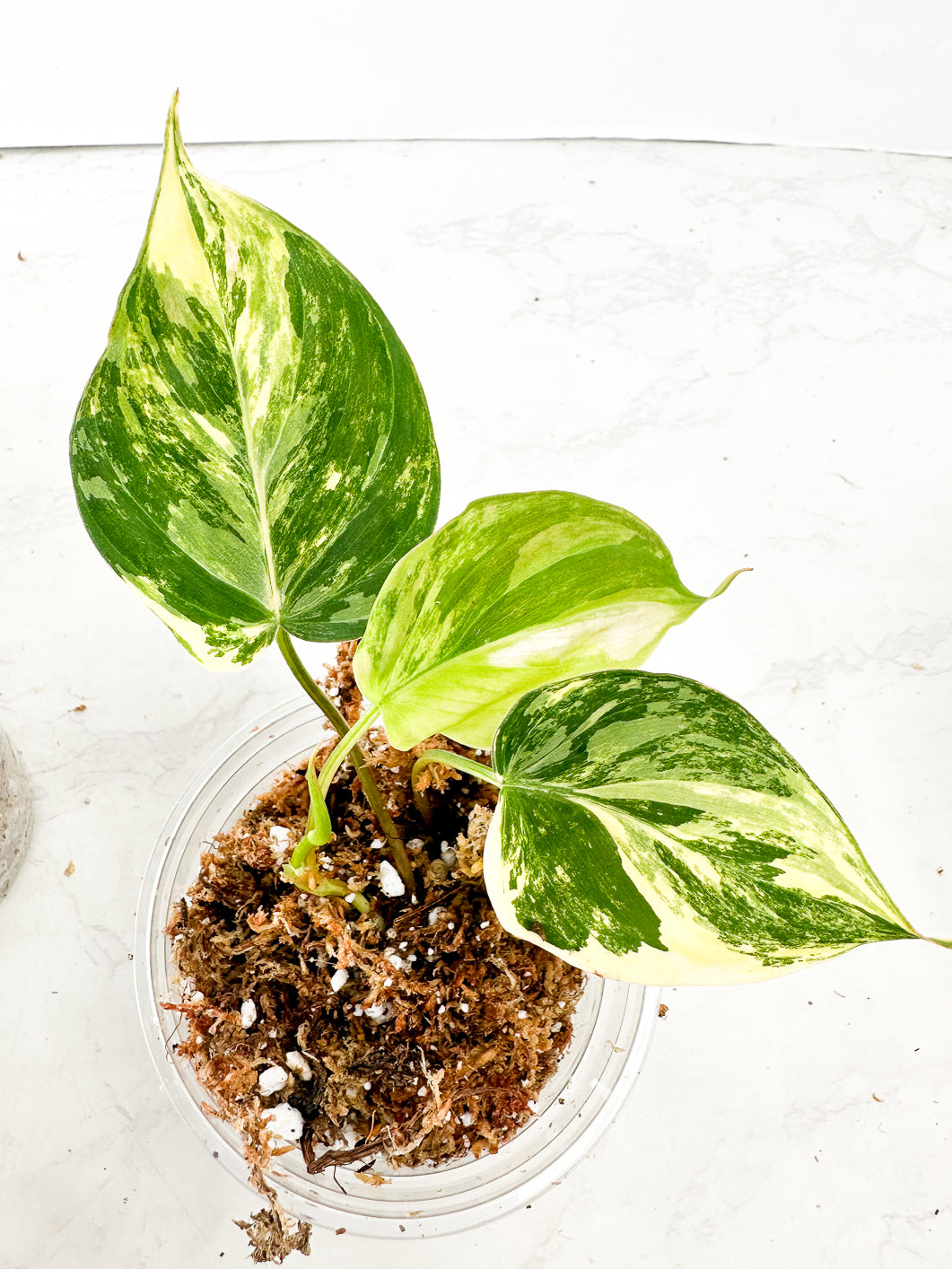 Philodendron variegated micans 1 leaf double nodes