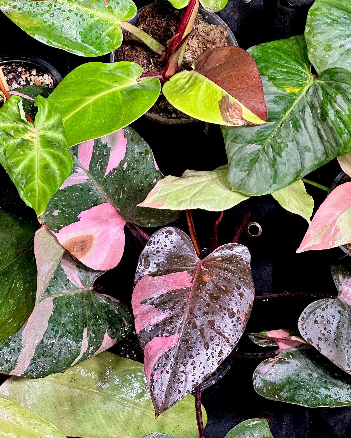 Philodendron Pink Princess Marble King