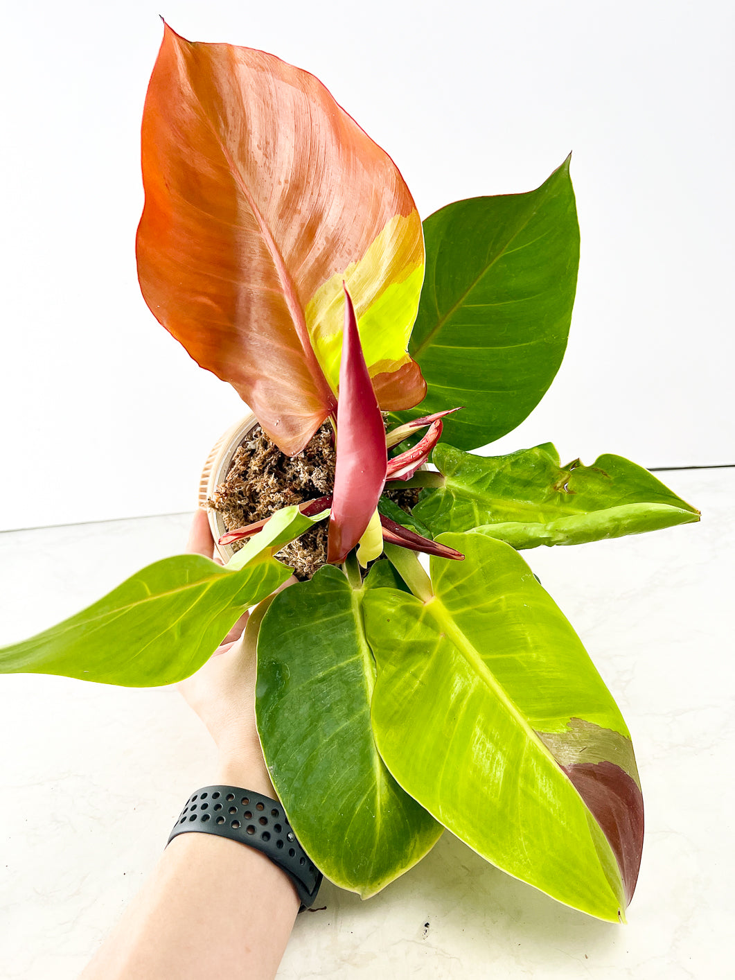 Philodendron Red Moon 1 leaf double node 2 activated buds