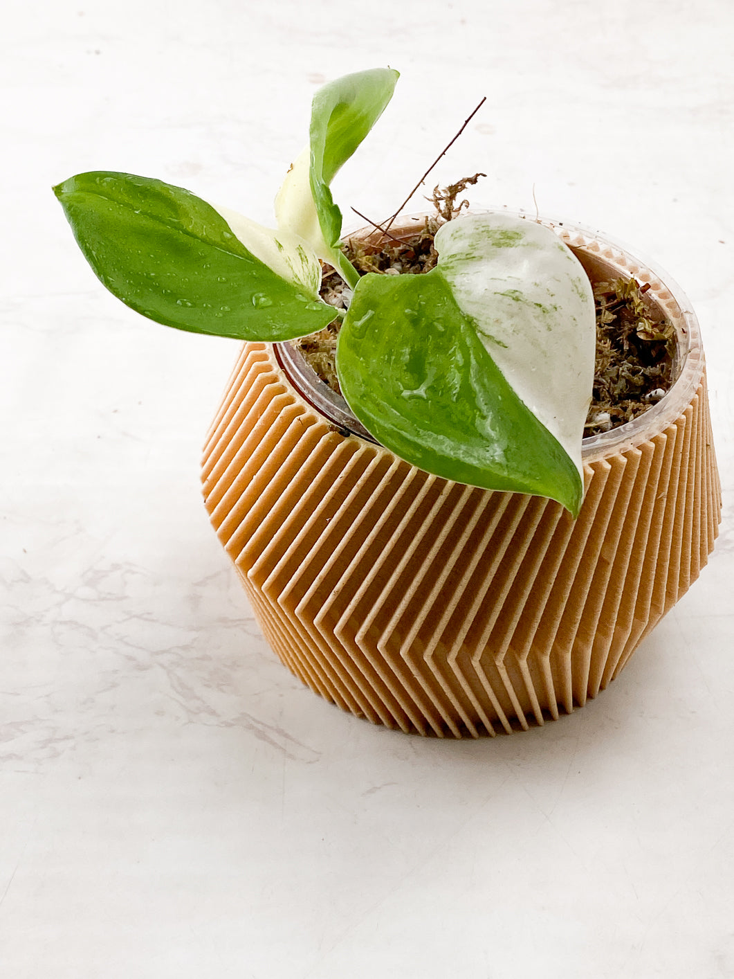 Scindapsus Moonlight Treubii Variegated node with sprout