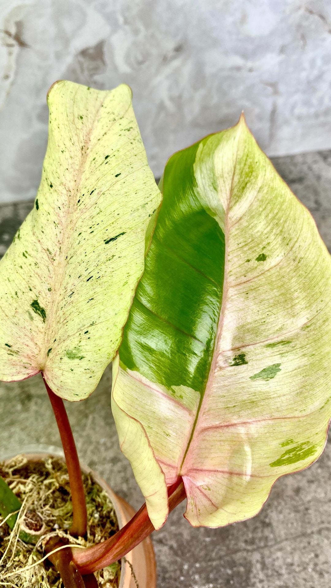 Philodendron Snowdrift Highly Variegated small leaf 1 sprout