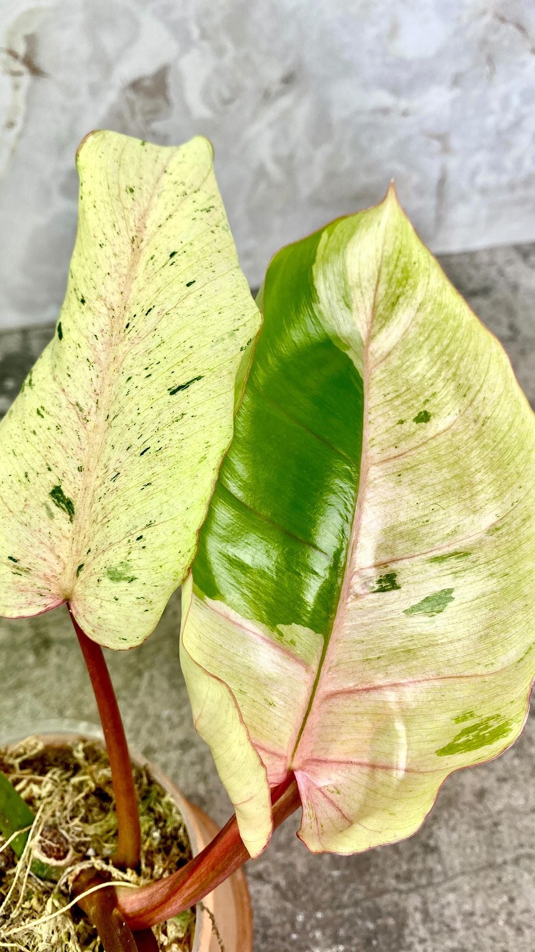 Philodendron Snowdrift Variegated 1 leaf 2 growth points