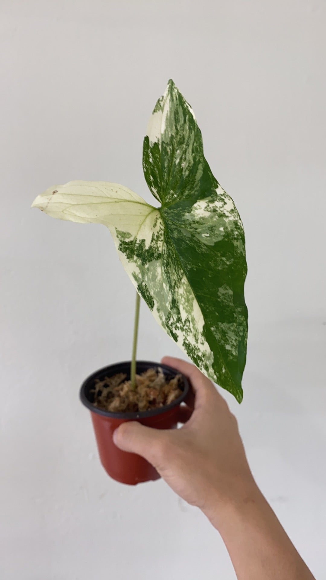 Add on only: Syngonium Podophyllum Albo-Variegatum sprout