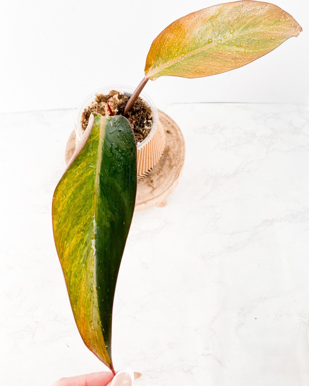 Philodendron Fire Bird Variegated 1 leaf 2 sprouts rooted