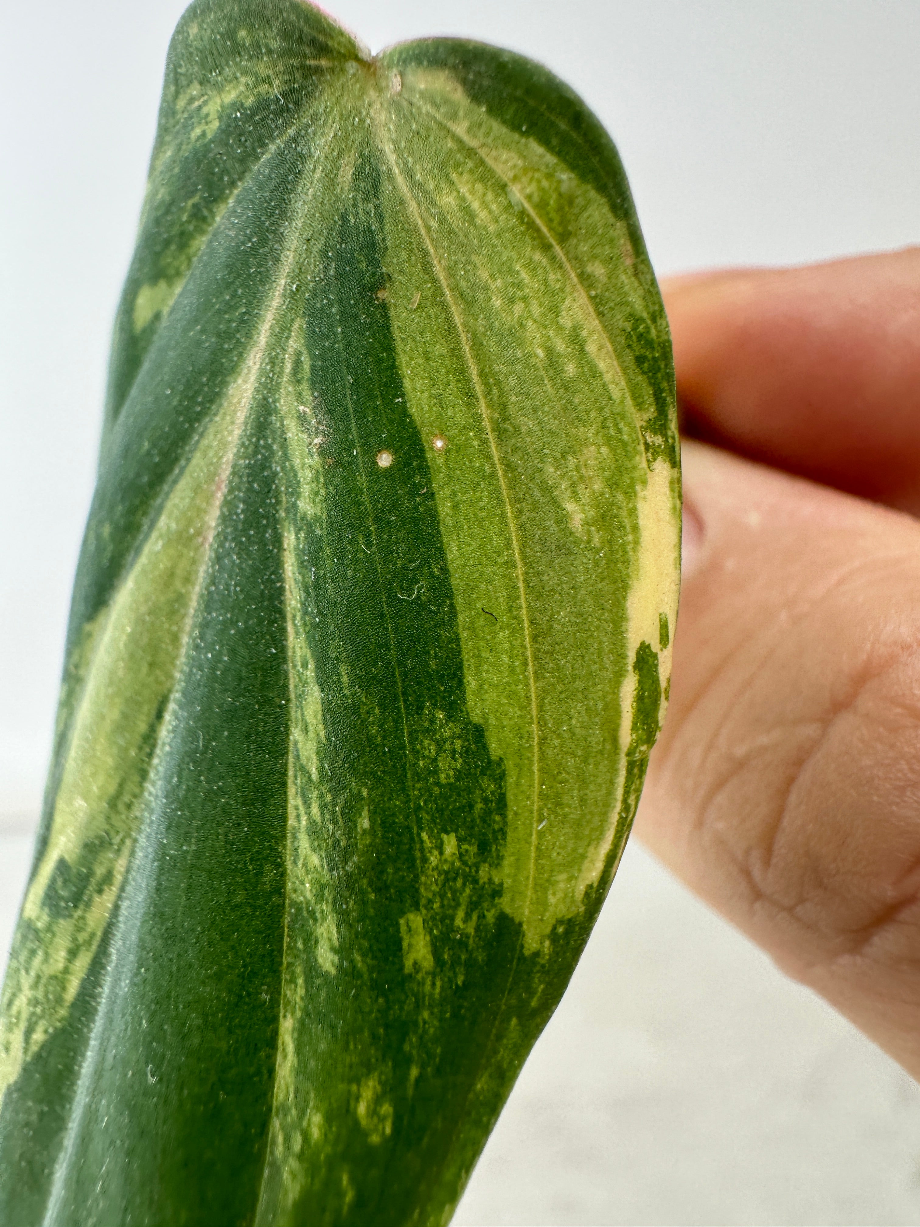 Philodendron variegated micans 1 leaf double nodes