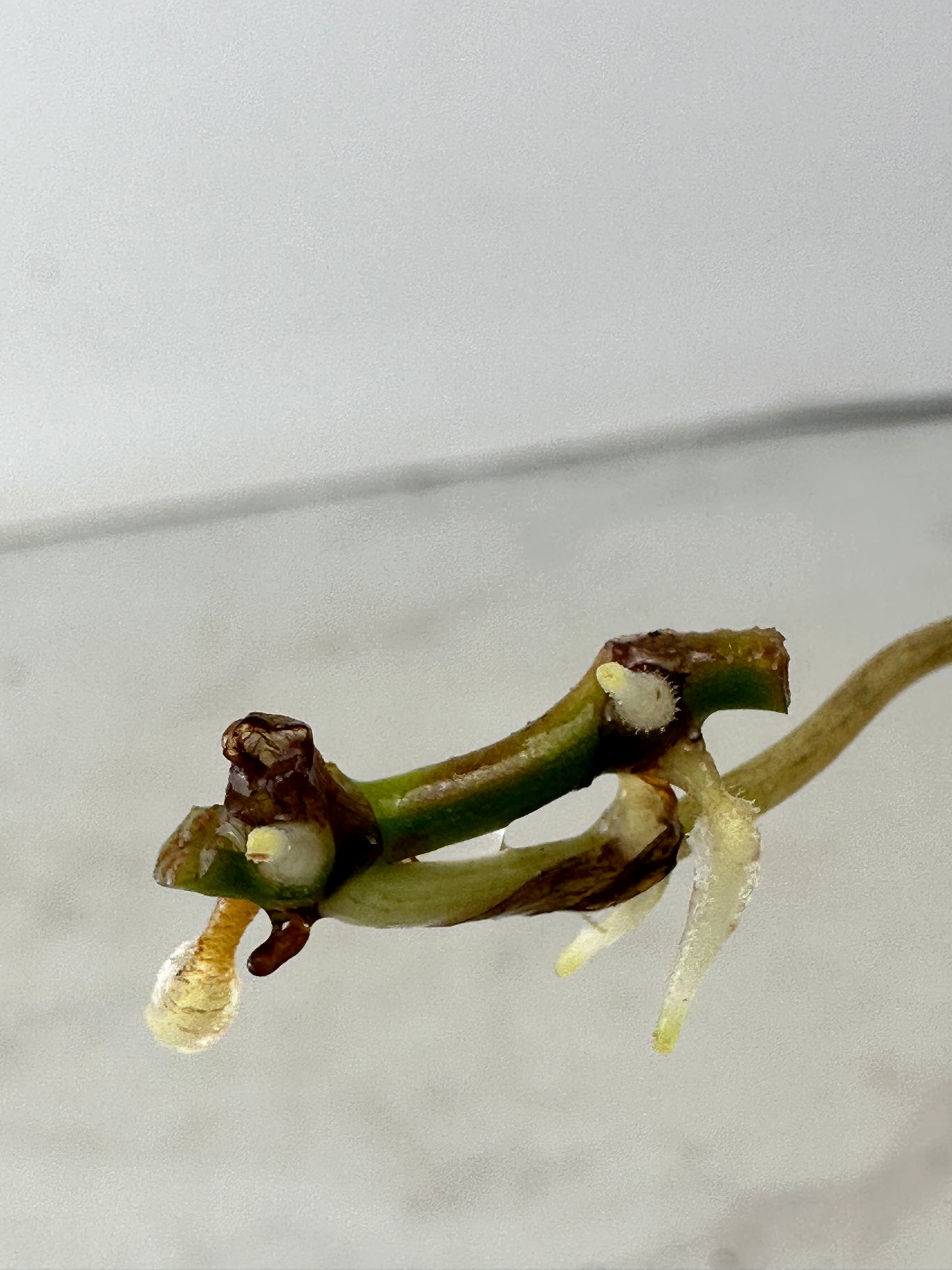 Philodendron variegated micans 1 leaf double nodes