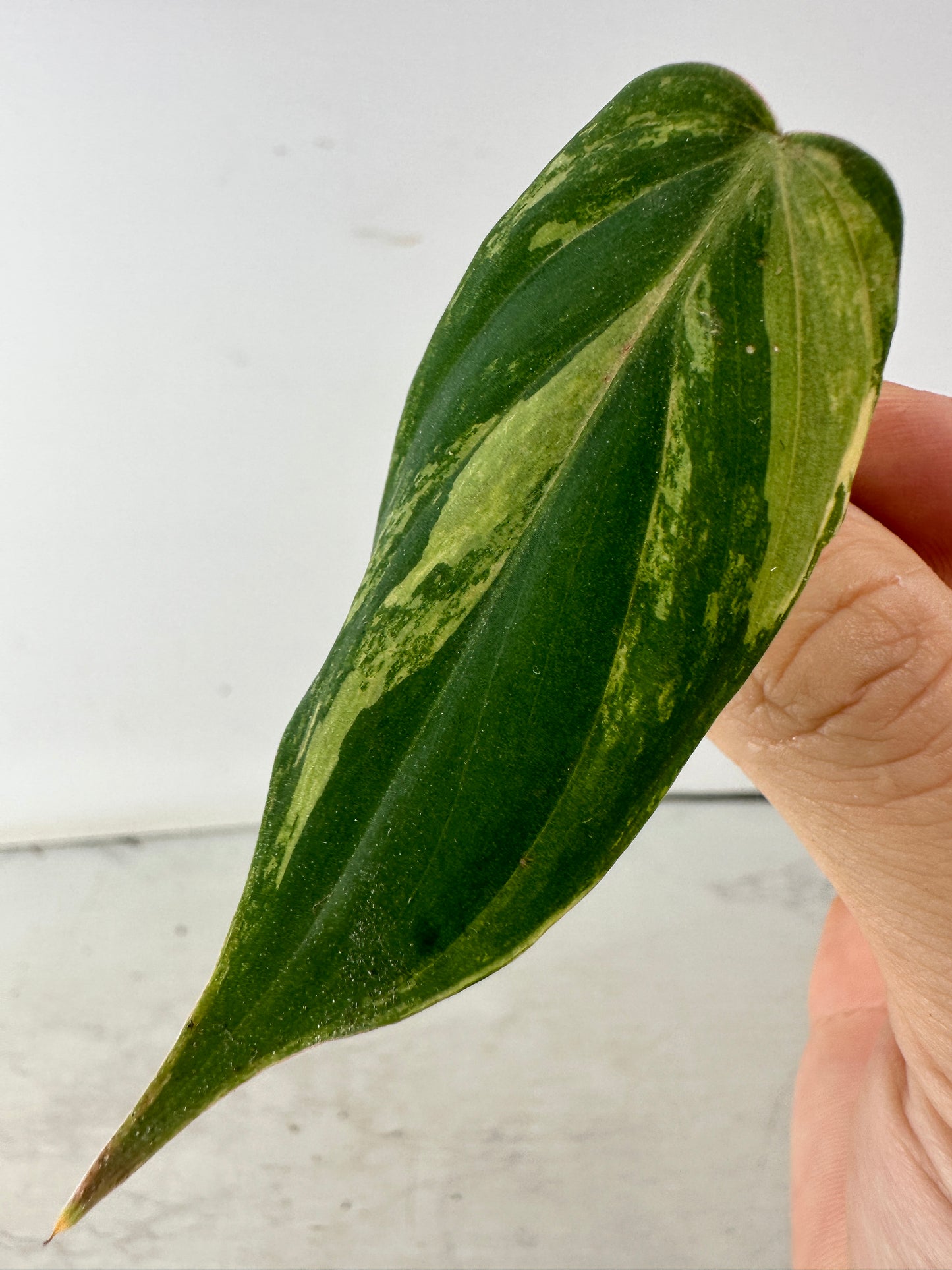 Philodendron variegated micans 1 leaf double nodes