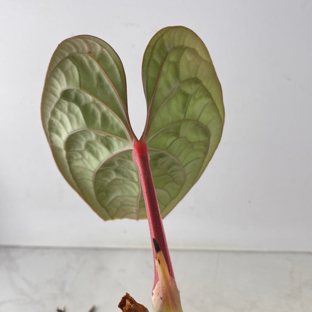 Anthurium Luxurians 1 leaf
