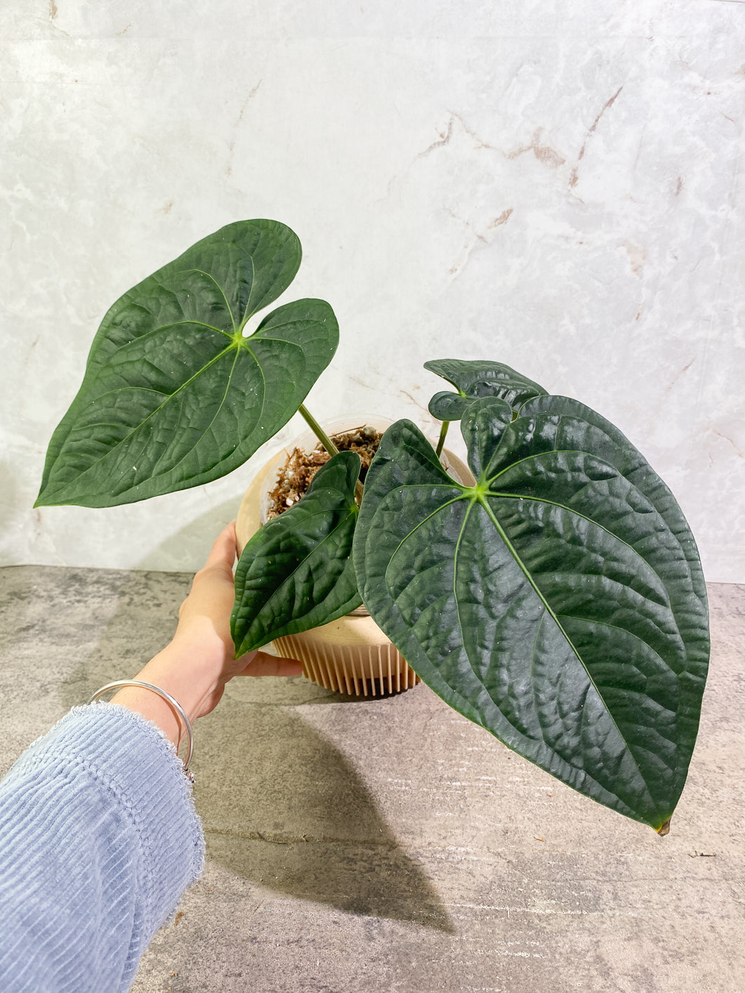 Combo Deal: Anthurium Luxurians x Regale and Anthuirum Nigrolaminum Nodes