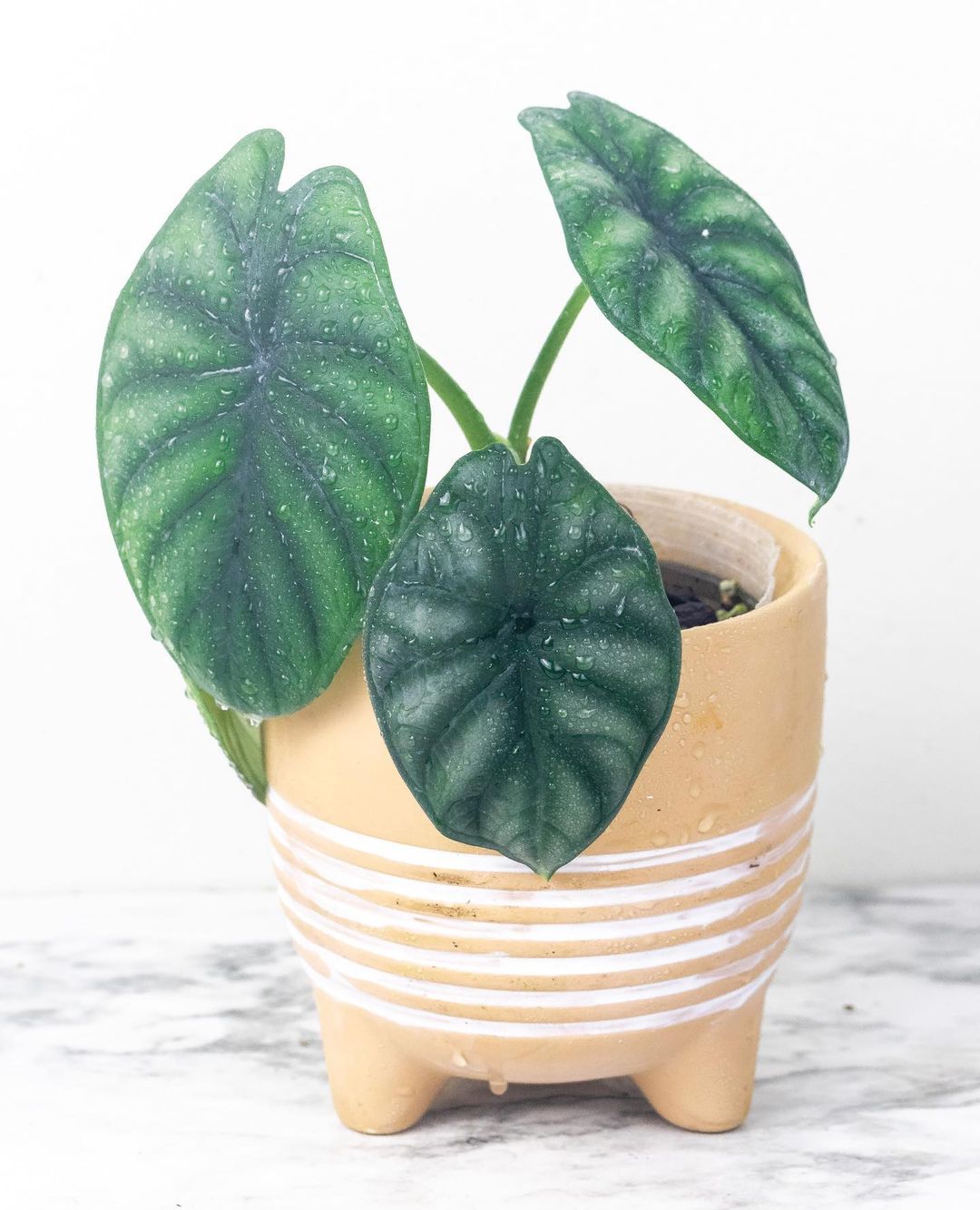 Alocasia Dragon Scale bulb 1 sprout