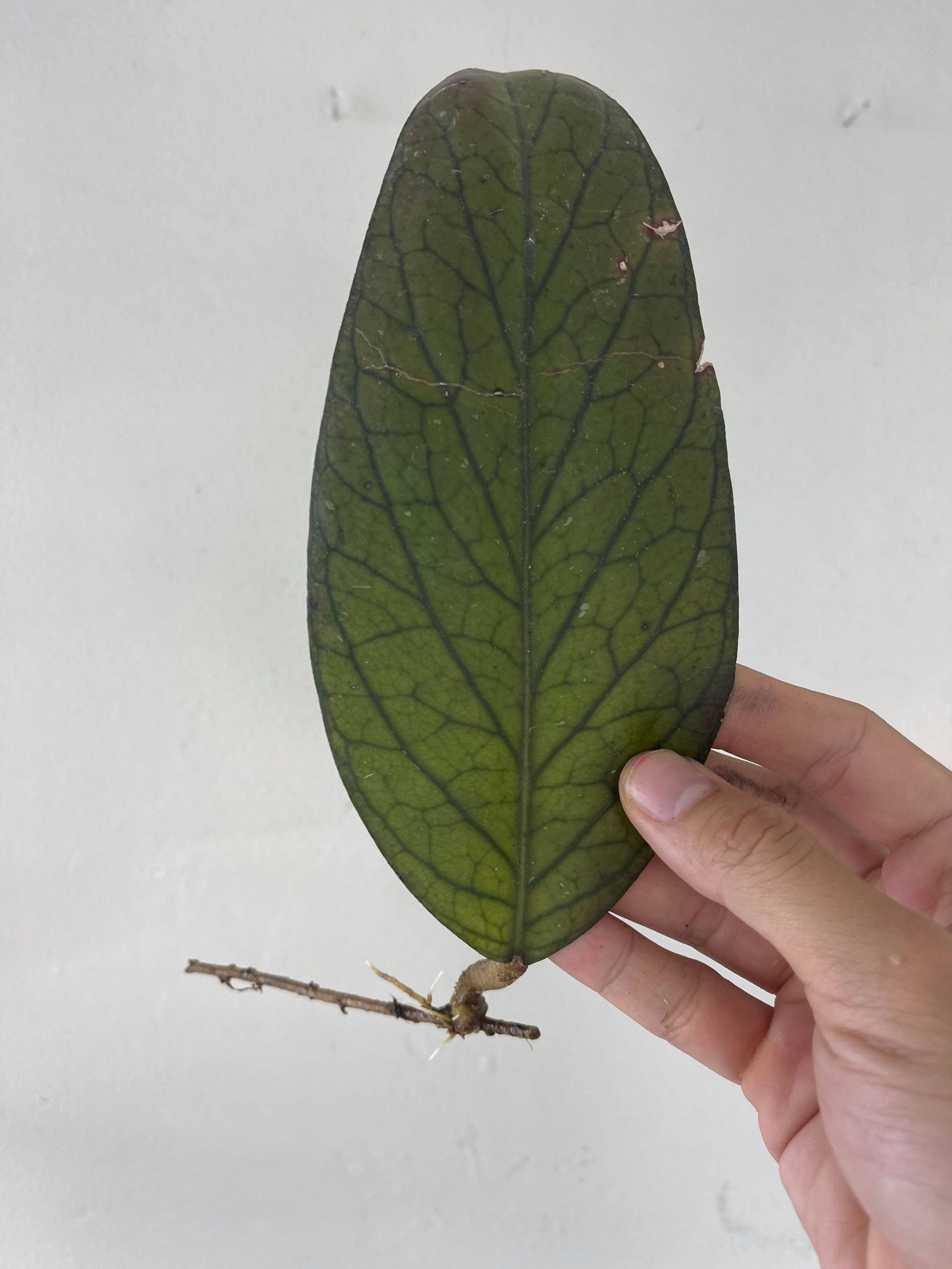 Hoya aff gunung gading rooting cutting
