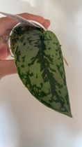 Scindapsus silver lady 1 leaf $35