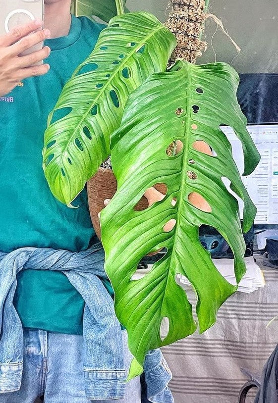 Monstera Obliqua Los Tayos 1 leaf & 1 sprout Slightly Rooted