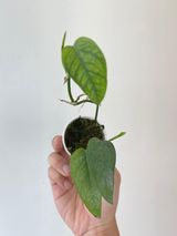 Free gift: Cebu Blue cutting. (Cannot be combined)