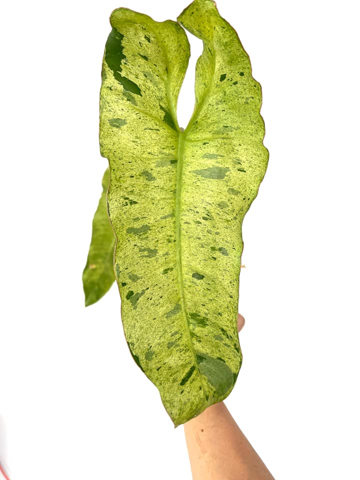 Philodendron Paraiso Verde Slightly rooted Top cutting