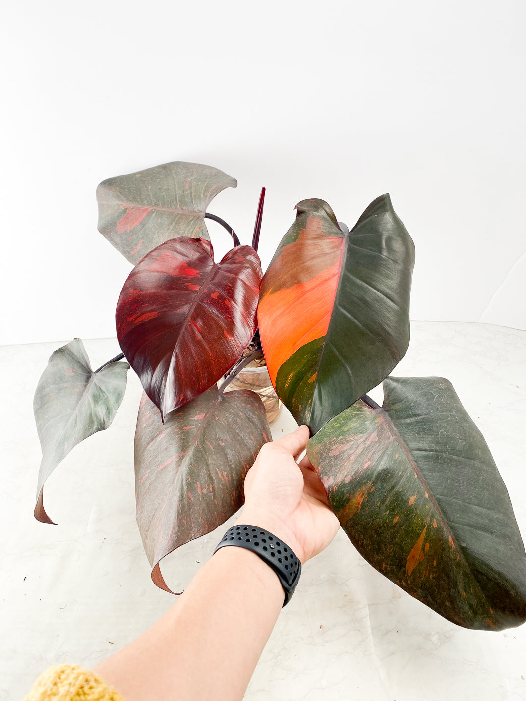 Philodendron Orange Princess 2 leaves Top Cutting