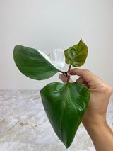 Philodendron white knight top cutting rooting in water 4 leaves