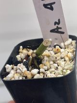 Monstera adansonii mint aurea- Node Rooted