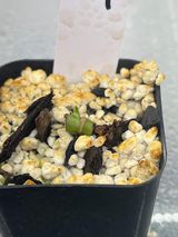Monstera adansonii mint aurea- Node Rooted 1 sprout.