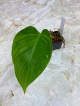 Philodendron white princess cutting rooting in moss
