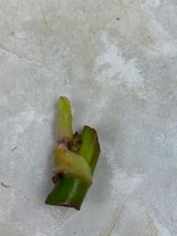 Philodendron white princess sprout
