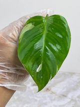 Private sale: Philodendron white princess unrooted. Add insulation wrap