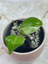 Private sale: Philodendron white princess rooted $75. FREE Cebu Blue