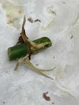 Private sale:Philodendron white princess node with 1 sprout rooting in moss