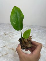 Private sale: Philodendron 2 leaves and 1 leaf on the way rooting in moss $80