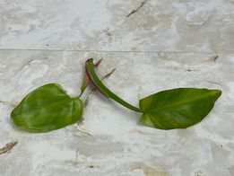 Private sale: Philodendron white princess rooting good variegation 2 leaves and 1 new leaf coming $80